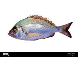 Image result for Diplodus kotschyi