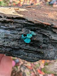 Attēlu rezultāti vaicājumam “Chlorociboria aeruginascens”