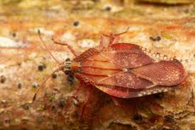 Attēlu rezultāti vaicājumam “Physatocheila smreczynskii”