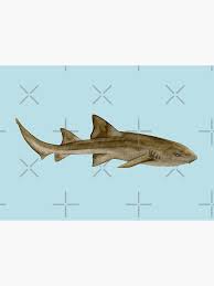 Image result for Ginglymostoma cirratum