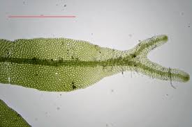 Attēlu rezultāti vaicājumam “Metzgeria furcata”