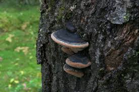 Attēlu rezultāti vaicājumam “Phellinus tremulae”
