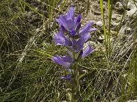 Image result for Campanula spicata