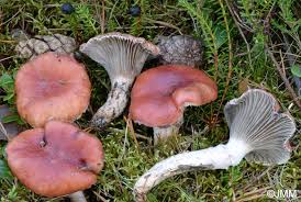 Attēlu rezultāti vaicājumam “Gomphidius roseus”