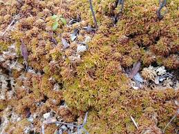 Attēlu rezultāti vaicājumam “Sphagnum austinii”