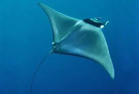 Image result for Mobula hypostoma