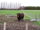 There was just something about the body language of this lovely bull which - via Daymix
