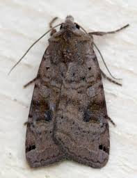 Attēlu rezultāti vaicājumam “Xestia baja”