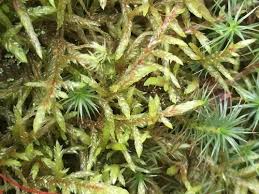 Attēlu rezultāti vaicājumam “Pleurozium schreberi sporophyte”