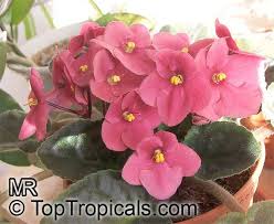 Image result for Saintpaulia ionantha Culitvar