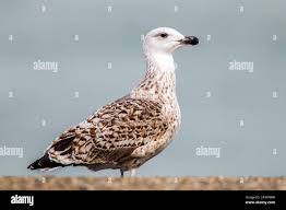 Attēlu rezultāti vaicājumam “Larus marinus”