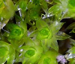 Attēlu rezultāti vaicājumam “Bryum caespiticium”