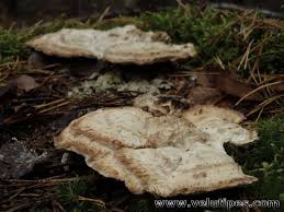 Attēlu rezultāti vaicājumam “Postia guttulata”