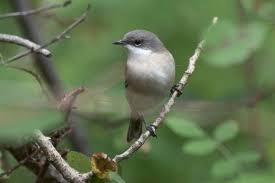 Attēlu rezultāti vaicājumam “Sylvia curruca”