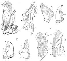 Attēlu rezultāti vaicājumam “Capsus ater imago”