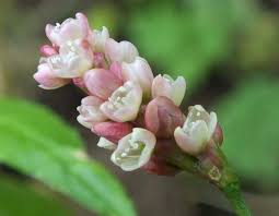 Attēlu rezultāti vaicājumam “Persicaria maculosa”