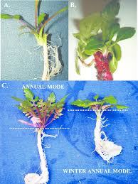 Attēlu rezultāti vaicājumam “Microrrhinum minus leaf”