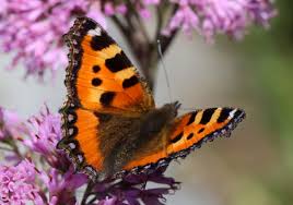Attēlu rezultāti vaicājumam “Aglais urticae”
