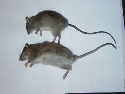 Attēlu rezultāti vaicājumam “Rattus norvegicus”