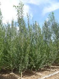 Attēlu rezultāti vaicājumam “Populus simonii”