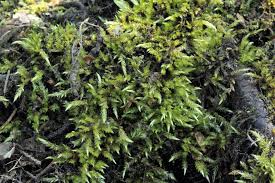 Attēlu rezultāti vaicājumam “Brachythecium rivulare”