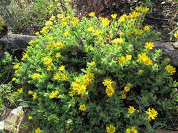 Attēlu rezultāti vaicājumam “Lycogala persicum sessile”