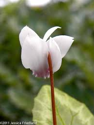 Attēlu rezultāti vaicājumam “Cyclamen hederifolium”