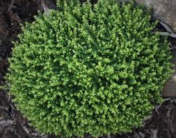 Attēlu rezultāti vaicājumam “Herniaria glabra”