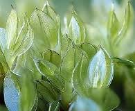 Attēlu rezultāti vaicājumam “Mnium marginatum”