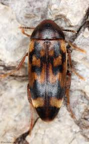 Attēlu rezultāti vaicājumam “Melandryidae”