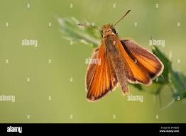 Attēlu rezultāti vaicājumam “Thymelicus lineola underside”