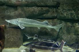 Image result for Acipenser oxyrinchus oxyrinchus