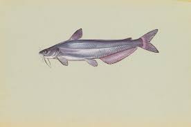 Image result for Ictalurus furcatus