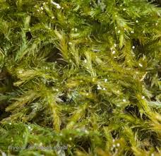 Attēlu rezultāti vaicājumam “Conardia compacta”