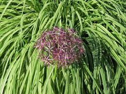 Attēlu rezultāti vaicājumam “Molinia caerulea leaf”