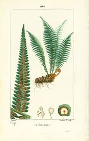 Attēlu rezultāti vaicājumam “Dryopteris filix-mas”