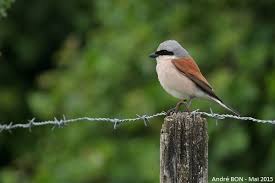 Attēlu rezultāti vaicājumam “Lanius collurio”