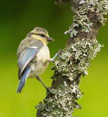 Attēlu rezultāti vaicājumam “Cyanistes caeruleus juvenile”