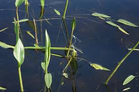 Attēlu rezultāti vaicājumam “Alisma gramineum flower”