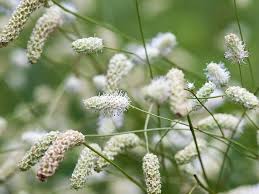 Attēlu rezultāti vaicājumam “Sanguisorba officinalis flower”