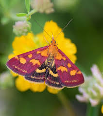 Attēlu rezultāti vaicājumam “Pyrausta purpuralis”