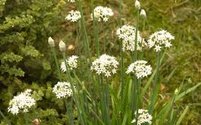 Image result for Schnittknoblauch