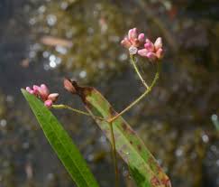 Attēlu rezultāti vaicājumam “Sphacelotheca hydropiperis”