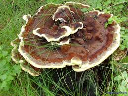 Attēlu rezultāti vaicājumam “Phaeolus schweinitzii”