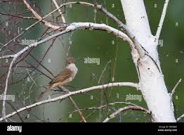 Image result for Acrocephalus aedon