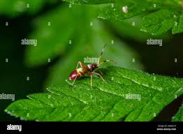 Attēlu rezultāti vaicājumam “Closterotomus biclavatus nymph”