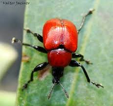 Attēlu rezultāti vaicājumam “Attelabus nitens”