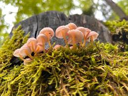 Attēlu rezultāti vaicājumam “Mycena renati”