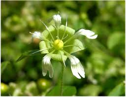 Attēlu rezultāti vaicājumam “Silene baccifera”