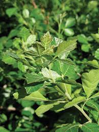 Attēlu rezultāti vaicājumam “Saussurea esthonica leaf”